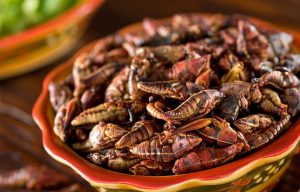 por qué es bueno comer insectos